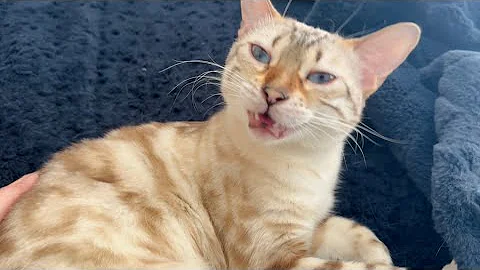 Video 4117701: home bengal cats, cats meowing purring, kitty meow, sweet meow, cat facts, cat playing