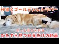 【保護猫】仔猫とゴールデンレトリバーをひたすら見つめるだけの動画