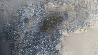 Green Grass in a Hole of Sand and Black and White Dirt on the Shore of Lake Ontario in Charlotte, Ro