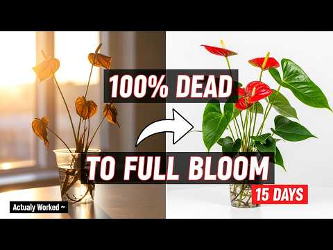 From Completely Dead to Full Bloom in Just 15 Days  Anthurium Rescue  (Actually Worked) - YouTube