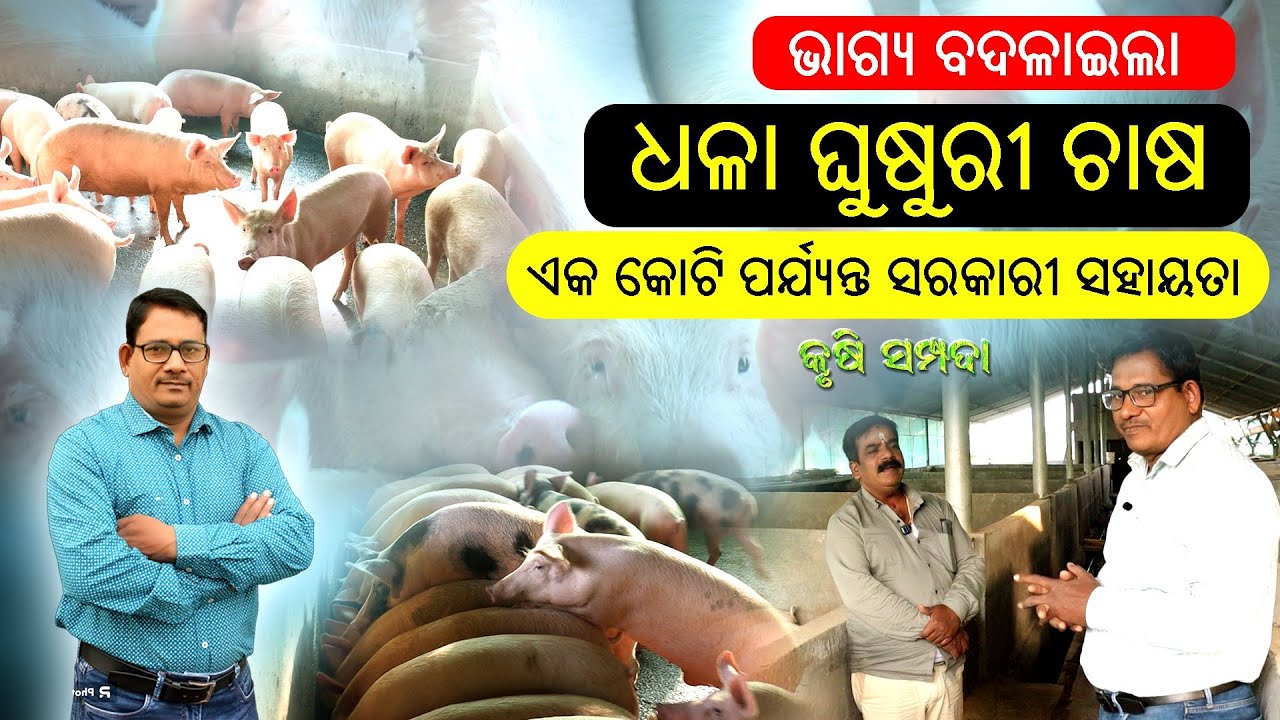 ଭାଗ୍ୟ ବଦଳାଇଛି ଧଳା ଘୁଷୁରୀ ଚାଷ White Pig Farming 1କୋଟି ପର୍ଯ୍ୟନ୍ତ ସହାୟତା