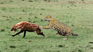 TOP 11 Kemenangan Macan Tutul Melawan Hyena