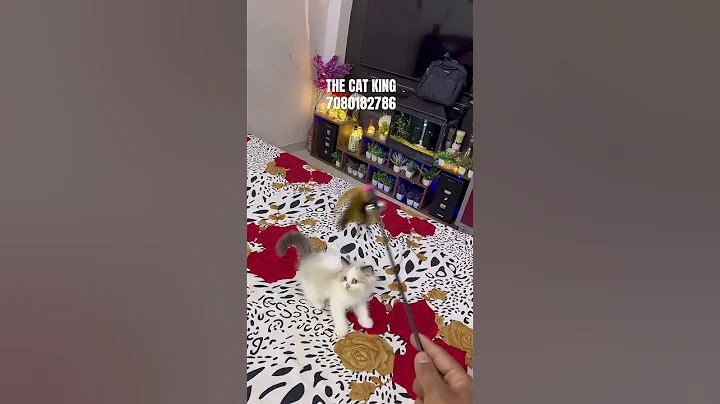 Video 11462751: cat kitten training, cat kitten blue eyes, cat quality kittens, cat male kitten