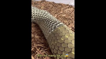 Cận cảnh Rắn Hổ Mang chúa lột da rõ từng thớ thịt #Shorts