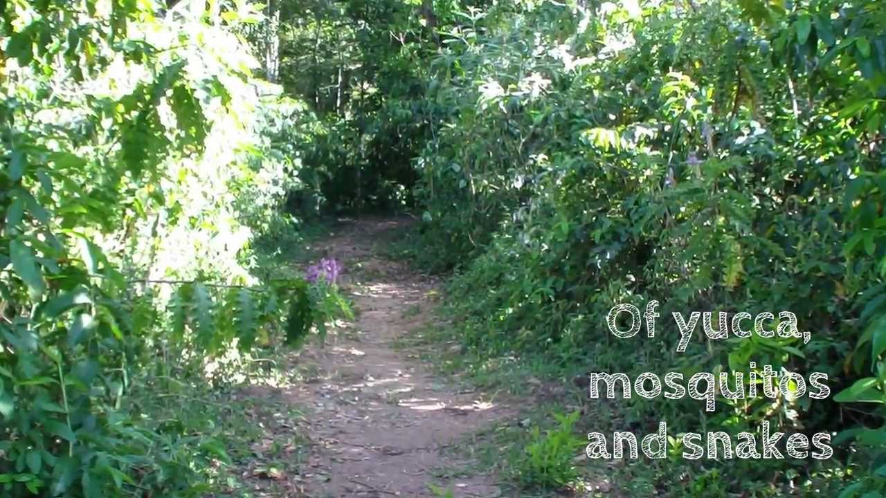 Yucca Snake Of yucca, mosquitos and snakes in Kakamega Forest Reserve - YouTube