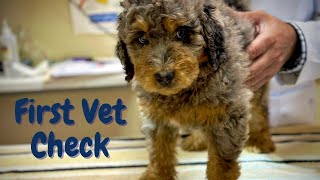Bernedoodle Puppies' First Time at the Vet by Regency Doodles 226 views 10 months ago 49 seconds