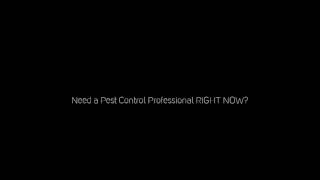 Get Rid Of Cockroaches In Derry Nh