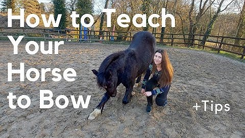 How to Teach Your Horse to Bow | 7 Steps