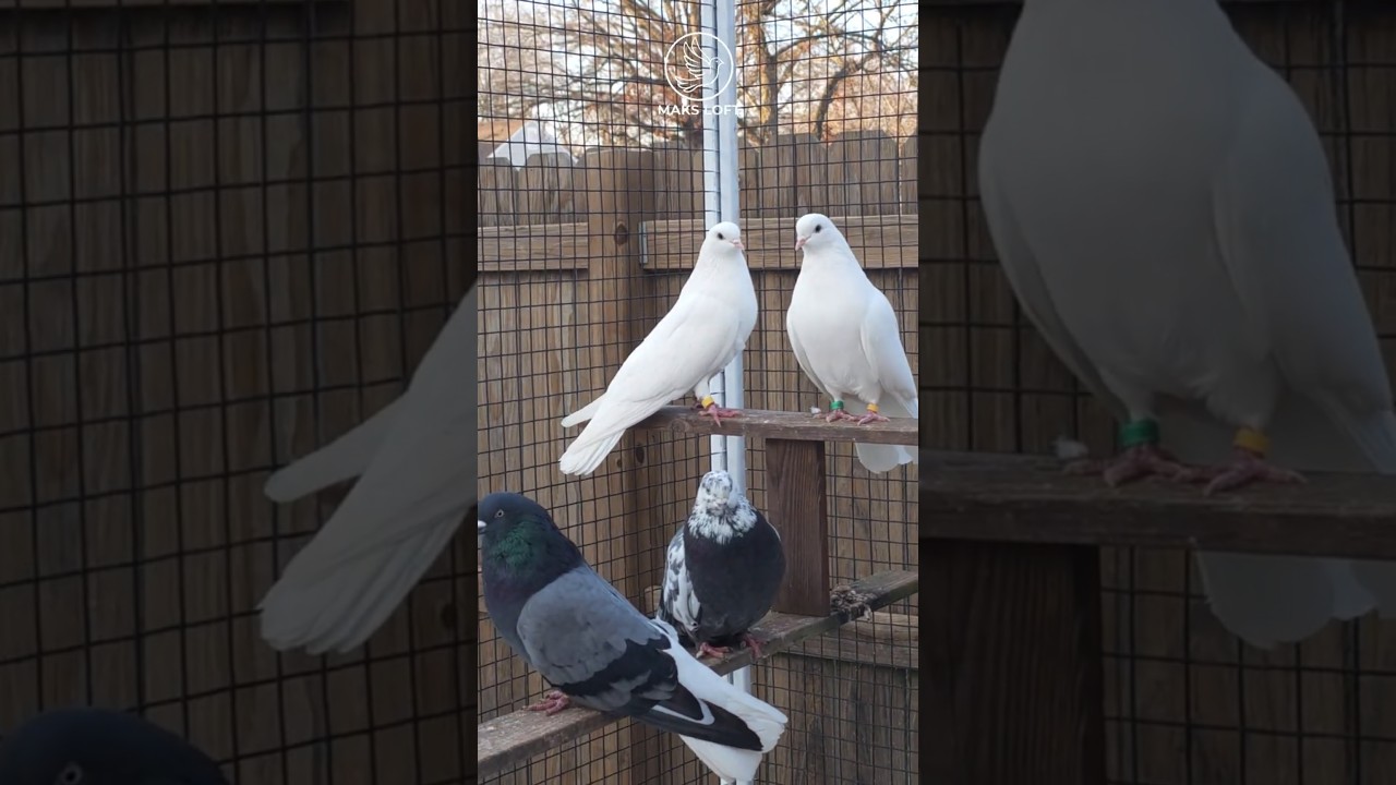 White Skycutters in USA Николаевские в США 