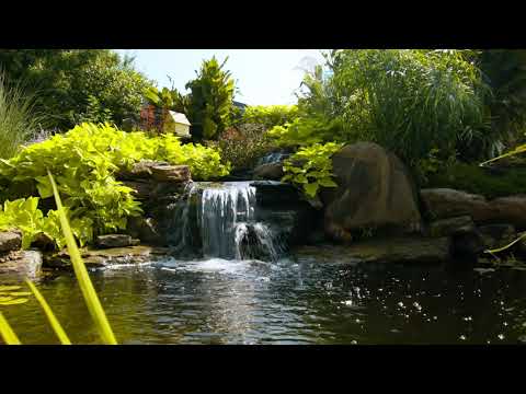 Видео: Усан гурилын хяналт - Цэцэрлэгийн цөөрөмд ус зайлуулах талаар мэдэж аваарай