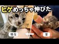 気づいたらジョーのヒゲがボーボーでした。