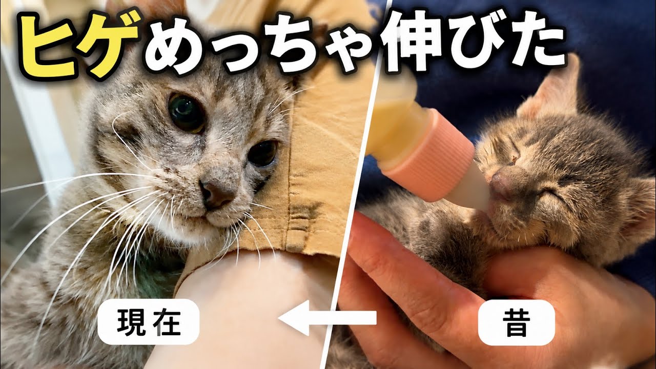 気づいたらジョーのヒゲがボーボーでした。