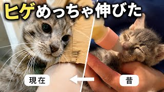 気づいたらジョーのヒゲがボーボーでした。