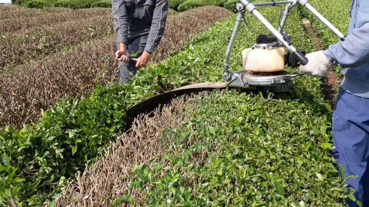 茶園の管理 ～中刈り～｜白井製茶園