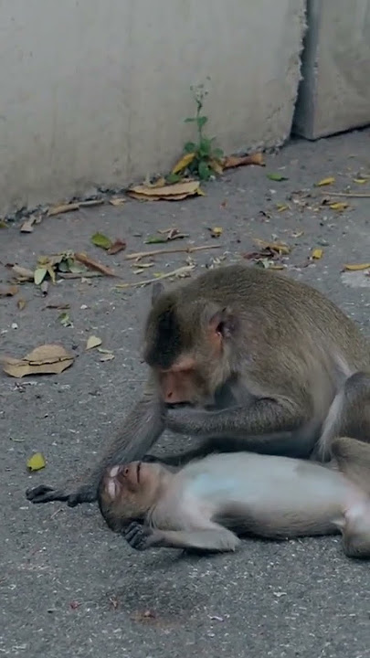 😭 💧😢🙊 Share ur tears in Comments  #monkey #death #shortsfeed