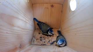 Weird bird behaviour, staring, standoff and pecking. @wiltshirenestbox