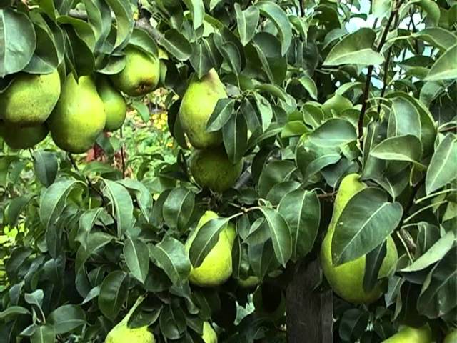 Груша поздняя. Тетянина садиба 2012