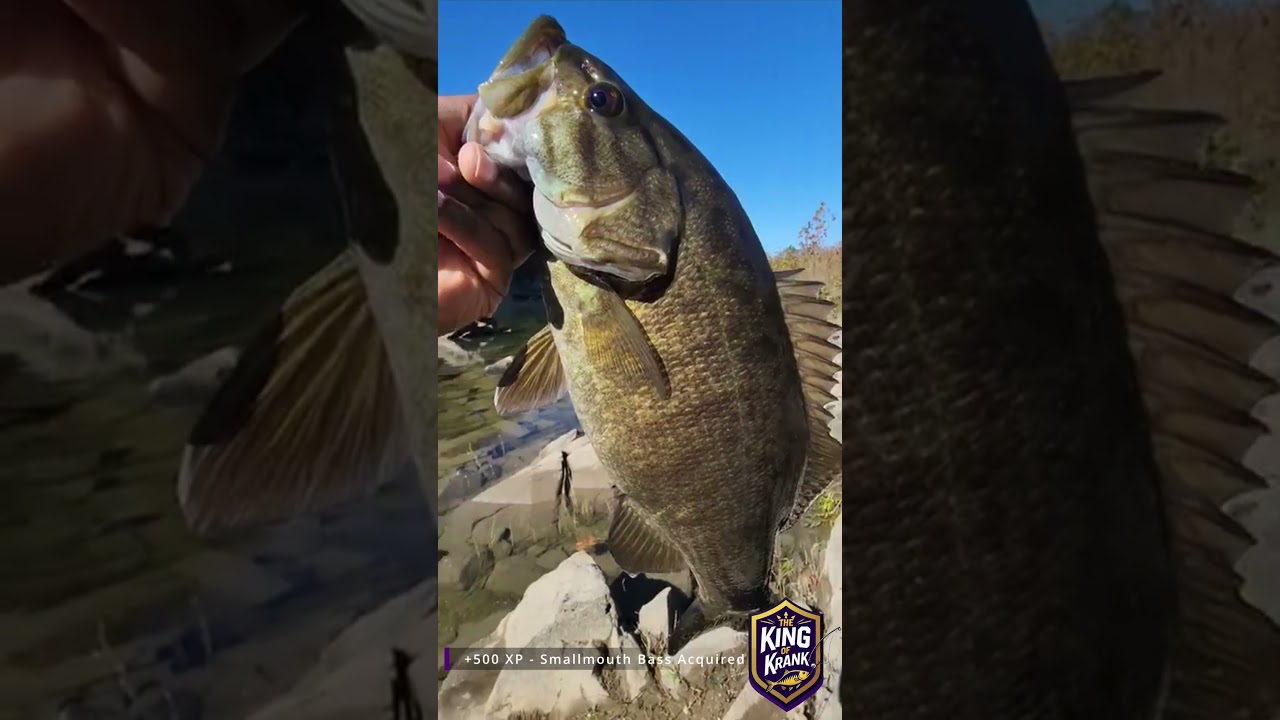 Why Smallmouth Bass Love Crankbaits