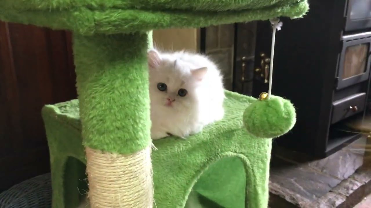 The sleepy lot - white persian kittens as slowly waking up