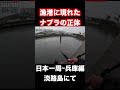漁港内で発生したナブラの正体　＃shorts