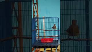 cucak jenggot full gereja (5 bulan)