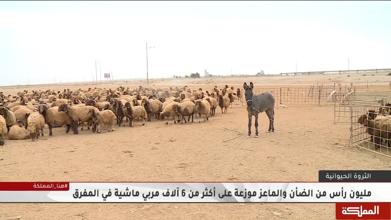 الحيازات الوهمية تقلص حصص مربي الماشية من الأعلاف