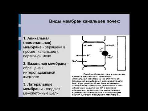 Фармакология 3.Диуретики