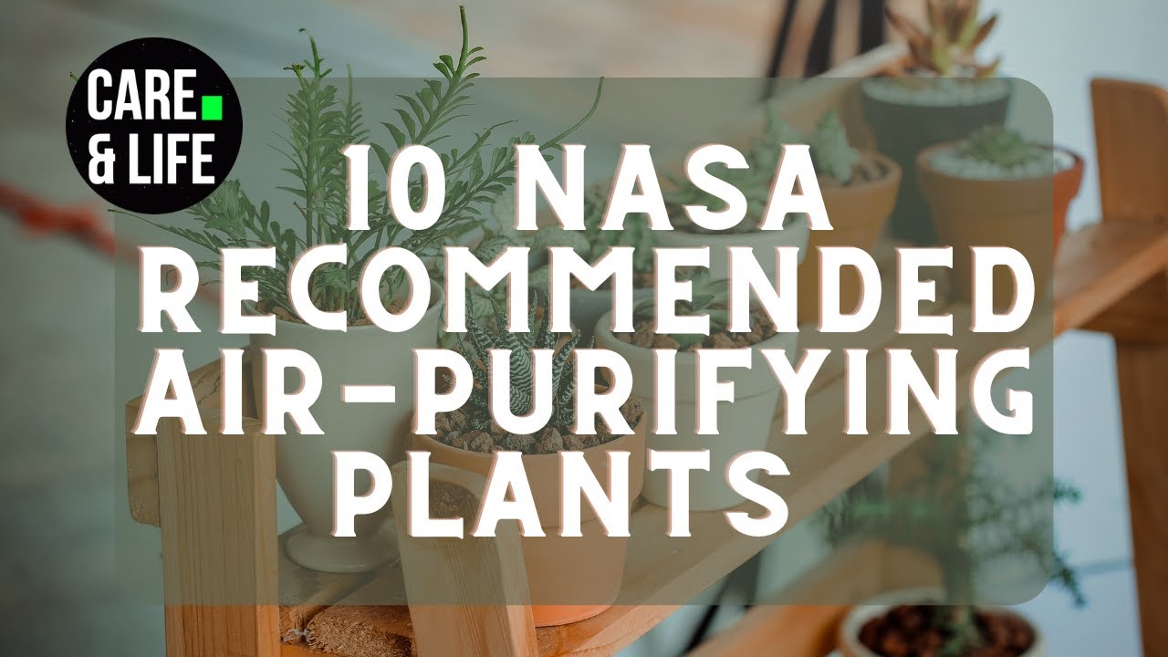 10 NASA Recommended Air Purifying Plants -Best Air Purifier Plants for ...