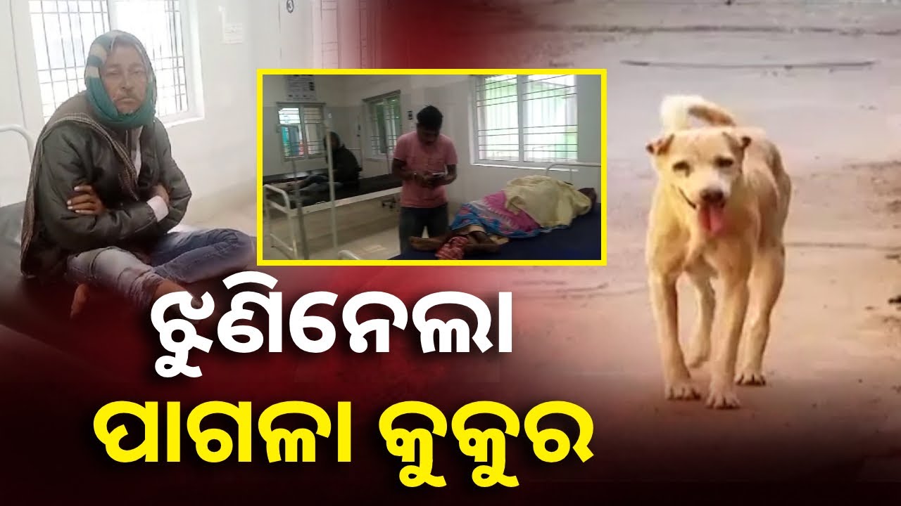 ମାତିଛି ପାଗଳା କୁକୁର, କାମୁଡ଼ାରେ ୧୦ରୁ ଅଧିକ ଗୁରୁତର || Knews Odisha