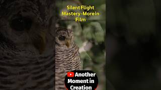 Silent Flight Mastery! #birds #bird #owl #owls #flight #fly #wisdom #vision #wings #hoot #night screenshot 5