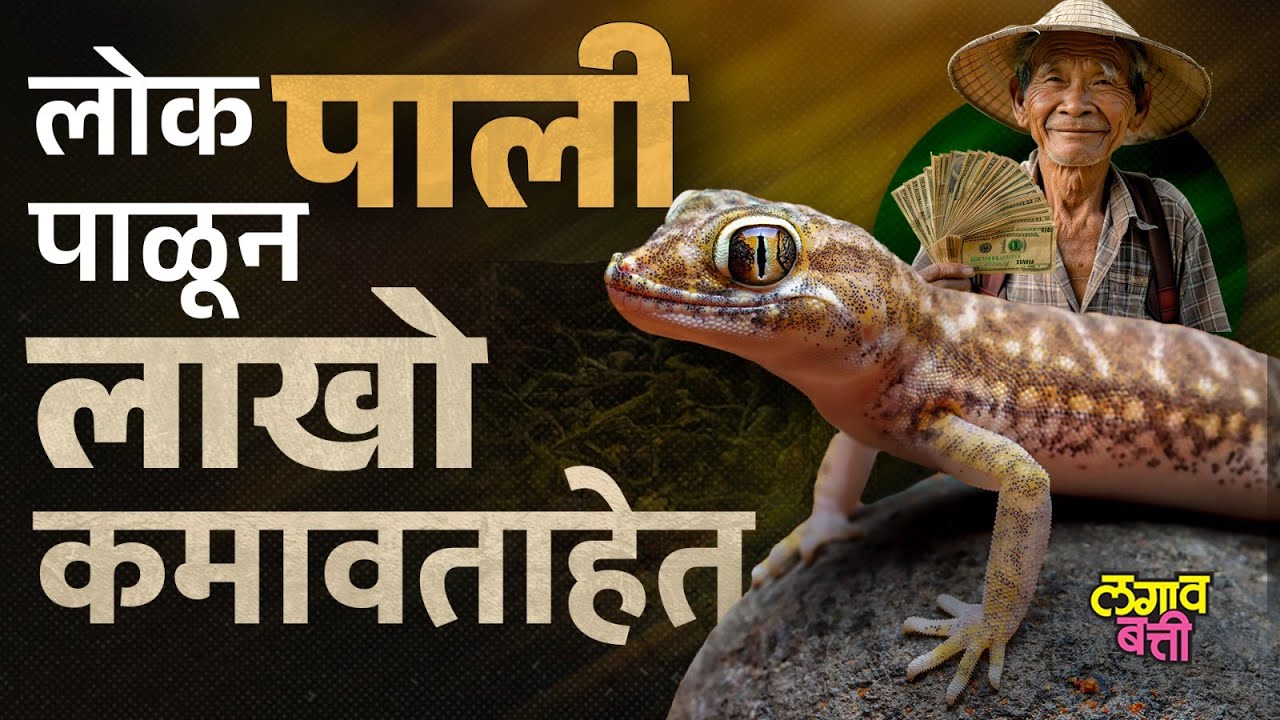 Tokay gecko नावाच्या पाली पाळून लोक पैसे कसे कमवताहेत ? | Lagav Batti