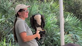 Bald Eagle Max Has No Feathers on Feet, Graze Water to Catch Fish if He Were in the Wild & Nicole! 