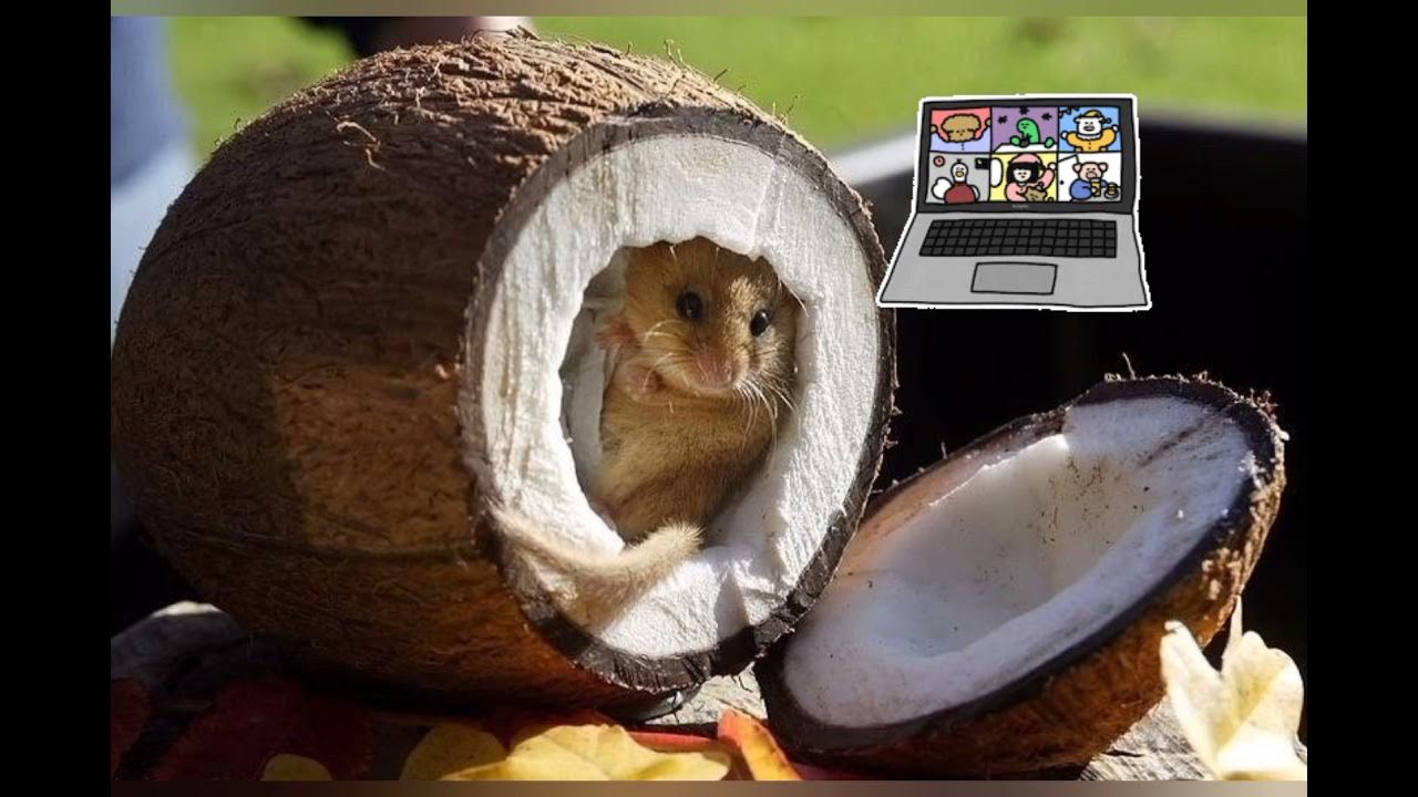 памятник крысе. кладбище животных. домик из кокоса для грызунов. мышь кокос. дружище кокос.