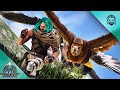 I Found a Mountain Infested with Argentavis! | ARK: Valguero [E8]