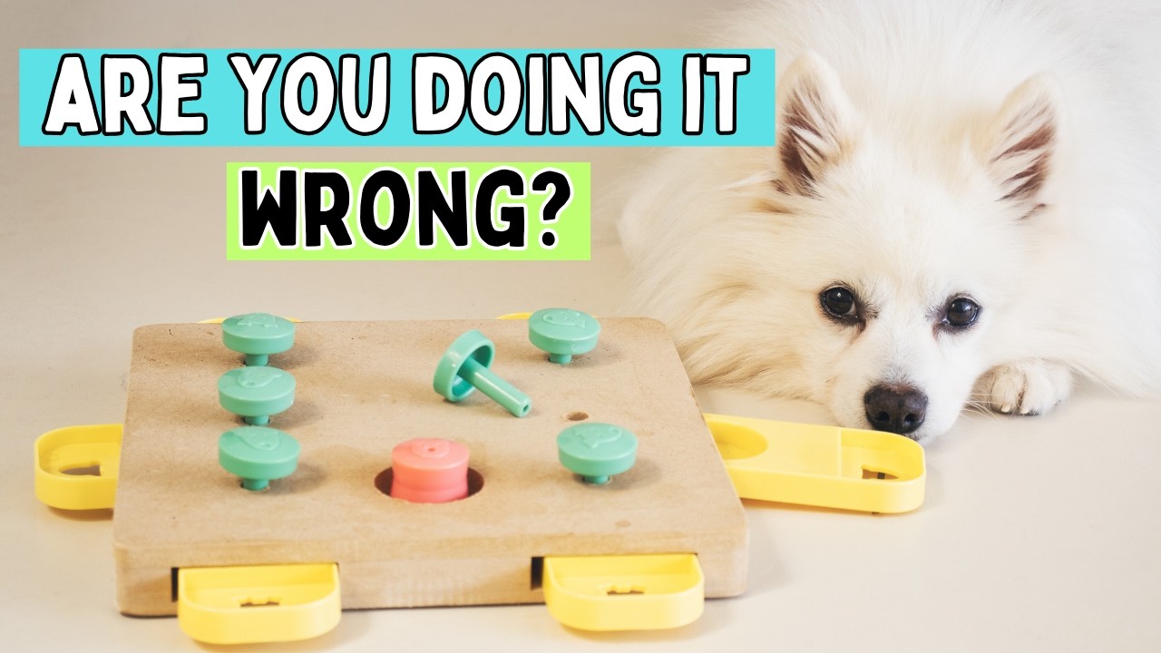 Help fearful dogs build confidence with puzzle toys
