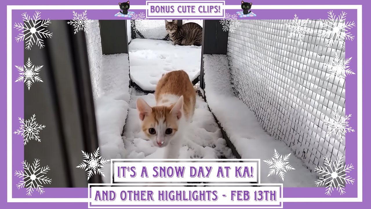 It's a Snow Day At KA! - And Other Highlights - Feb 13th.