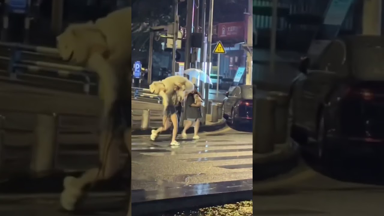 Girl uses dog as umbrella cr:npc pets