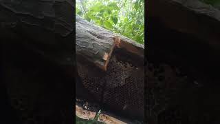 c estan comiendo la miel las abejas