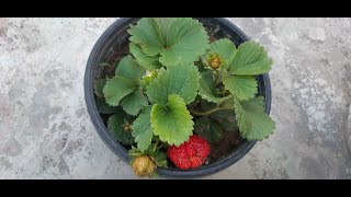 How to Grow Strawberries at Home in a Pot | Care of Strawberry Plant | Grow Fresh Strawberries @Home