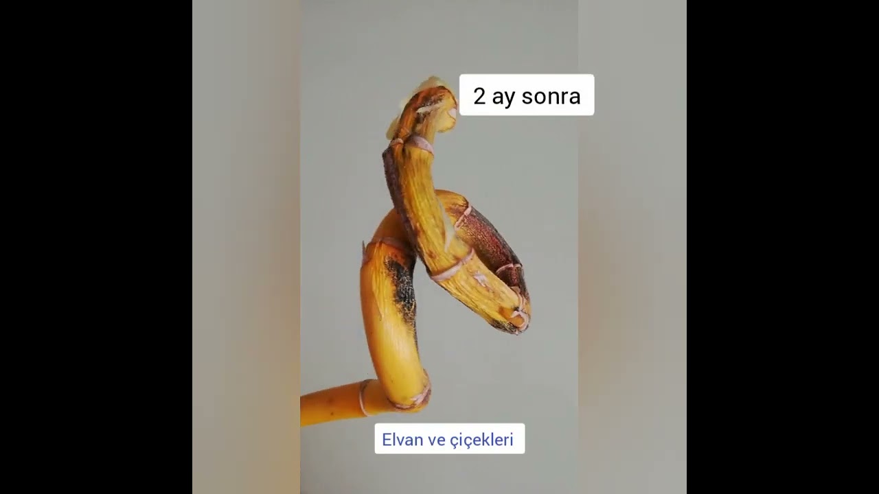 Şans  bambunuz sarardıysa bunu deneyebilirsiniz.