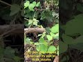 Caterpillar Apocalypse on my Catalpa Tree - “Worms”😳🤯