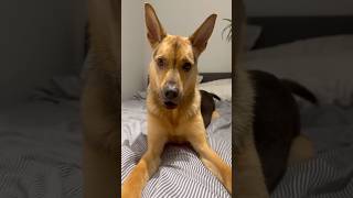 RESCUE PUPPY HAS PRICELESS REACTION