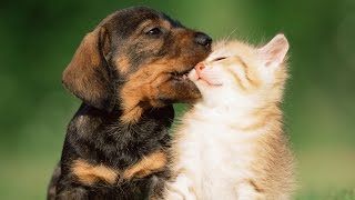 Puppies Playing With Kittens Compilation 2014 [NEW] by TheCutenessCode 133,186 views 9 years ago 3 minutes, 24 seconds