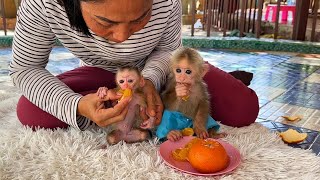 Genius ChavChav And PorPor Eat Very Sweet Orange With Their Beloved Child