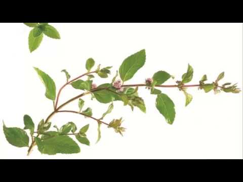 Видео: Градина с лечебни растения - Съвети за отглеждане на лечебни билки