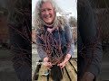 How To: Pruning Blueberry Bushes