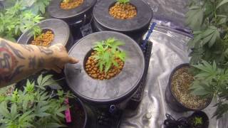 Lucky Charms DWC EP2 Here Come the Roots!