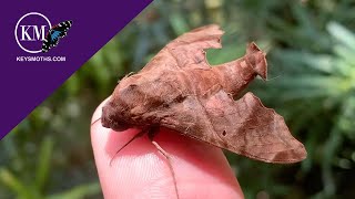 TROPICAL SPHINX MOTHS ON A WALL IN SOUTH FLORIDA - TERSA SPHINX AND MOURNFUL SPHINX