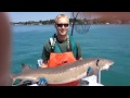 Just caught huge 55 pound sturgeon in north channel 25 to 50 years old