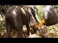 Penetrating gunshot wound made the elephant suffer with swollen leg| Elephant treatment